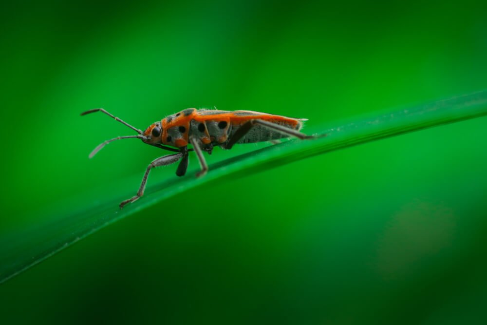 insects-images-photomentor