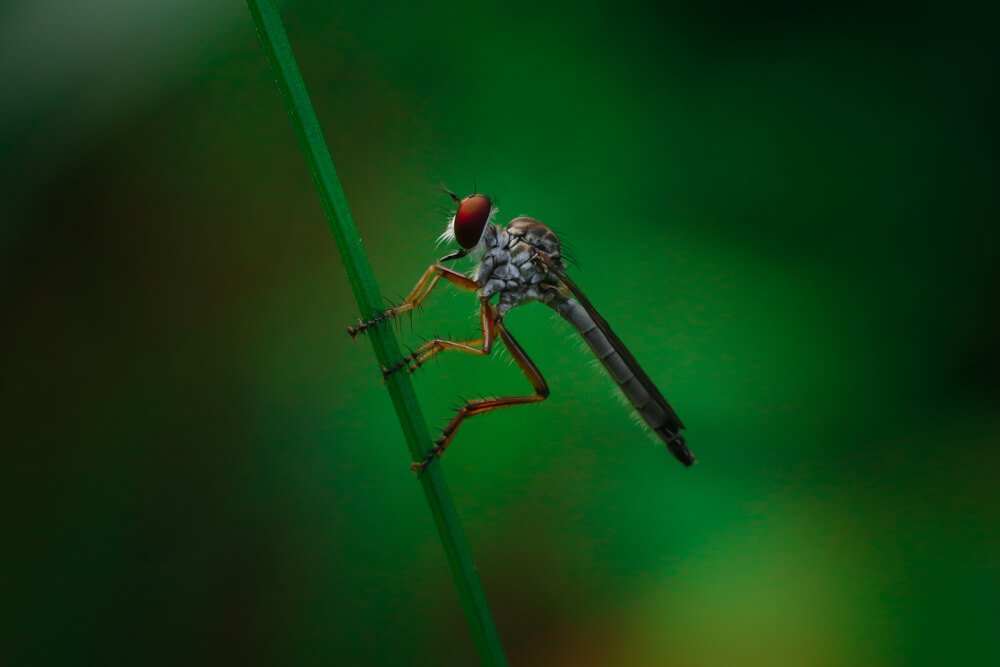 insects-macro-photography-photomentor