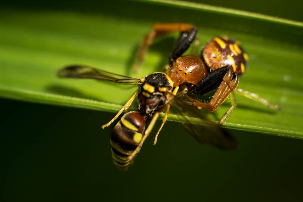 insects-photography-gea-subaramata-spider