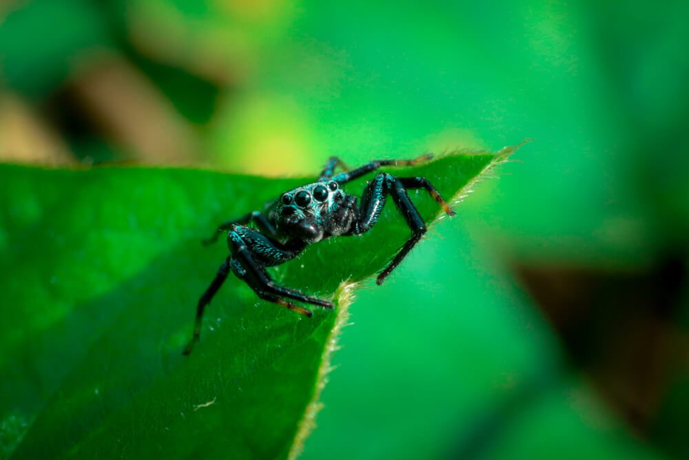 insects-photography-kerala-photomentor