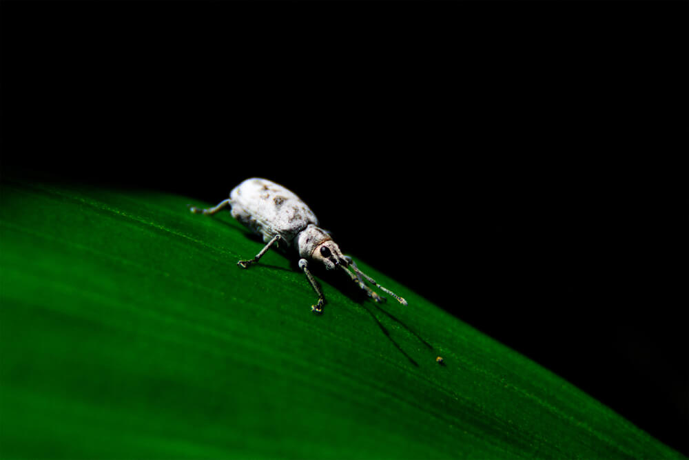 insects-photos-photomentor