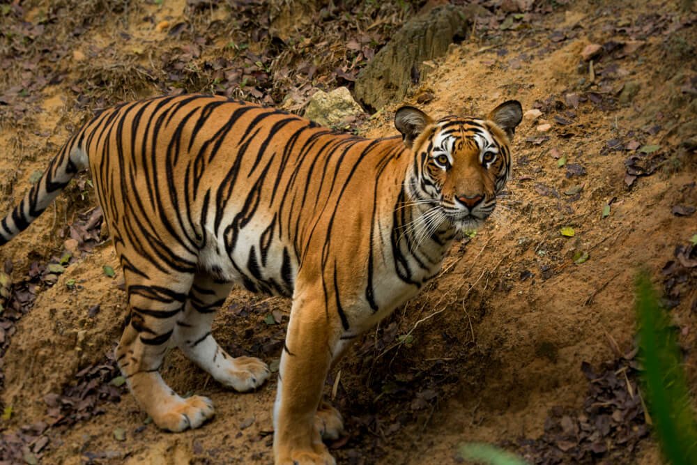 kabini-tiger-photos-photomentor