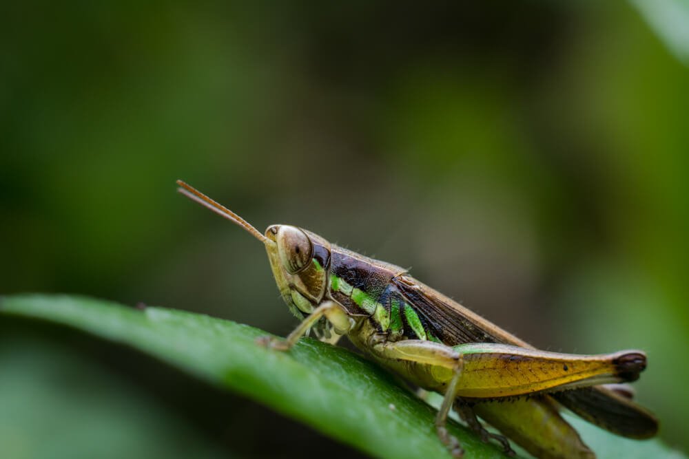 kerala-insect-photography-photomentot