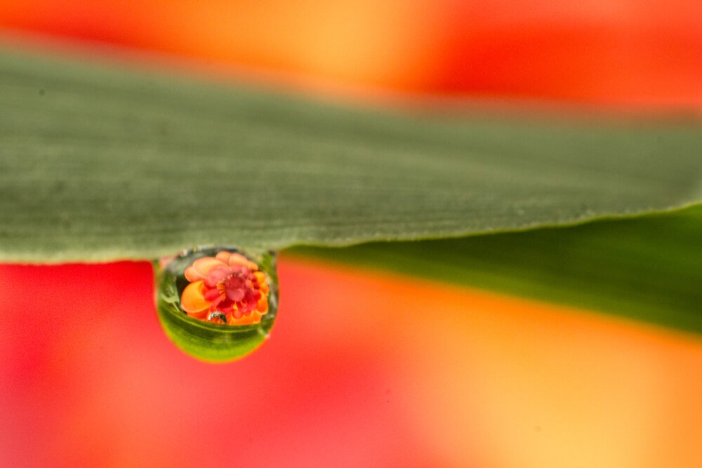 macro-bubble-photos-photomentor