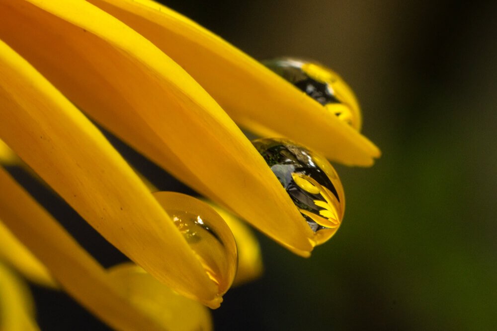 macro-close-up-photos-photomentor