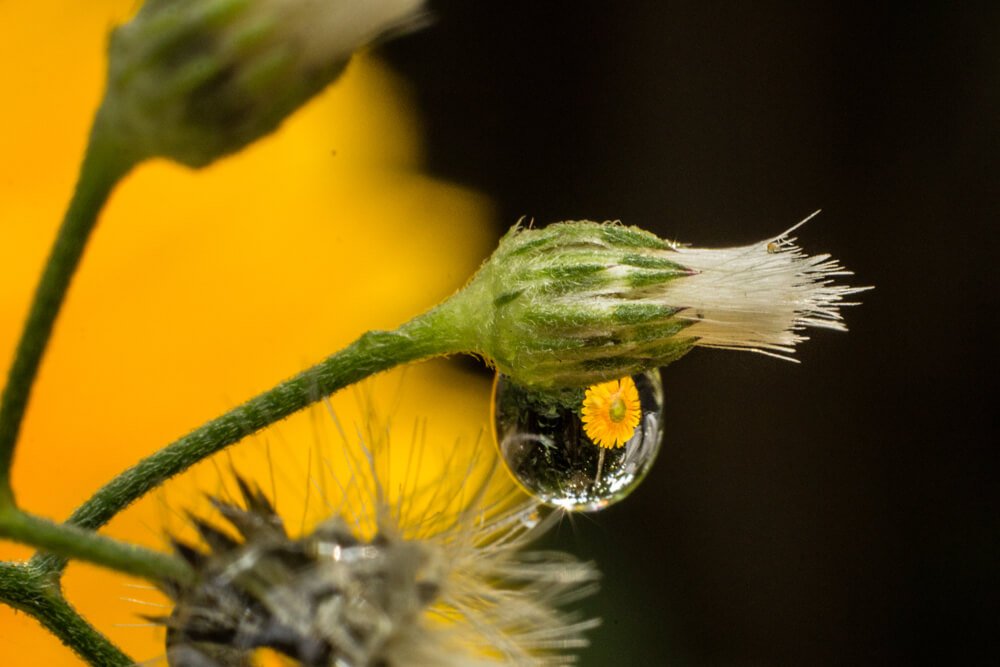 macro-images-of-bubble-photomentor