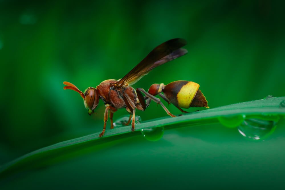 macro-insects-photography