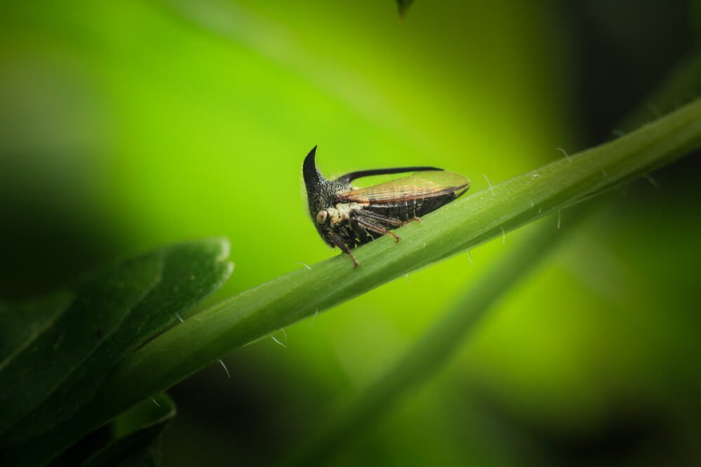 macro-insects-photos-kerala-photomentor