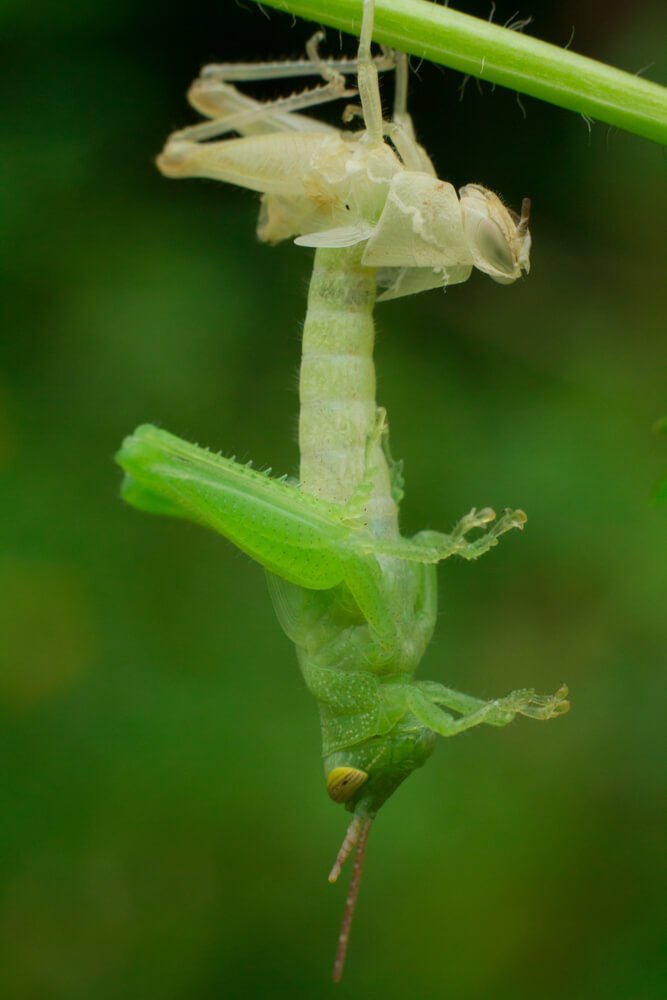 macro-lens-images-photomentor