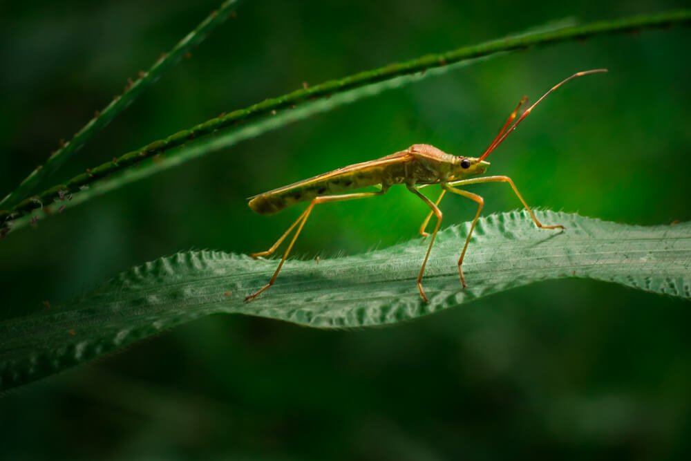 macro-lens-photographs-green-assassian-bug-photomentor