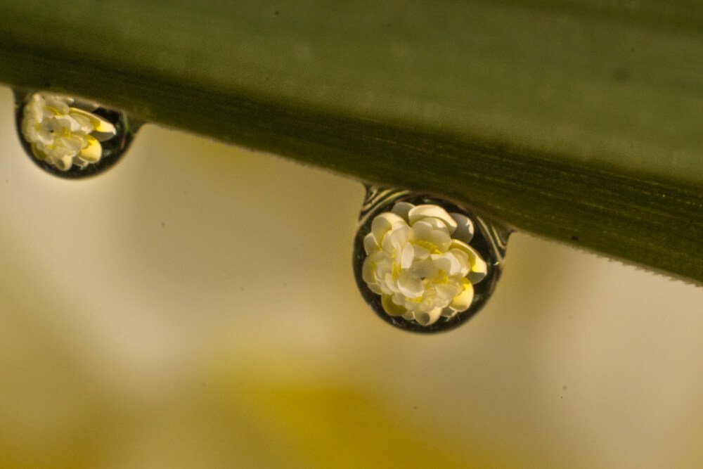 macro-lens-photography-bubbles-photomentor
