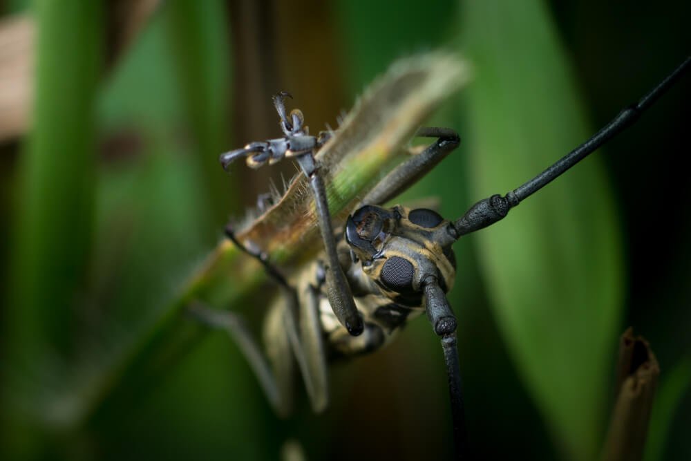 macro-lens-photography-insect-batocera-lamondi-photomentor