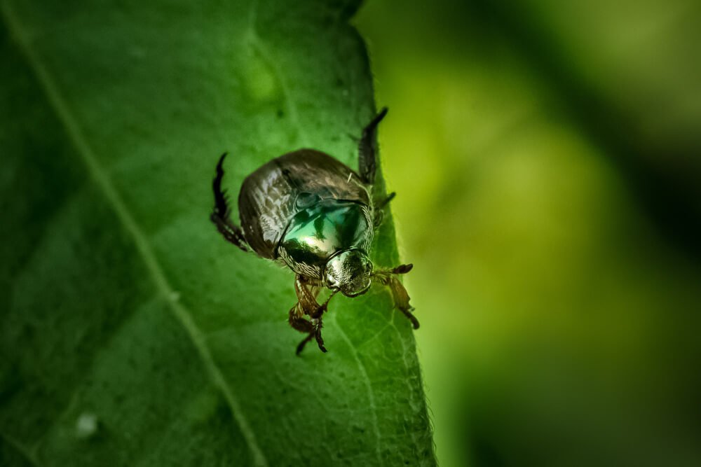 macro-lens-photography-insects-mint-leaf-beetle-photomentor