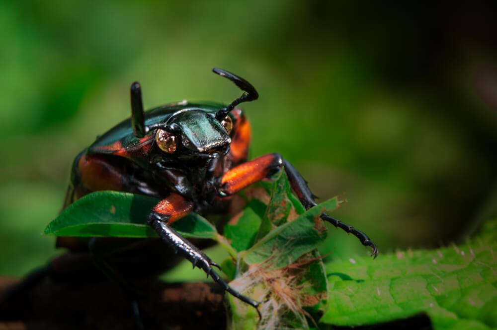 macro-lens-photography-insects-photomentor