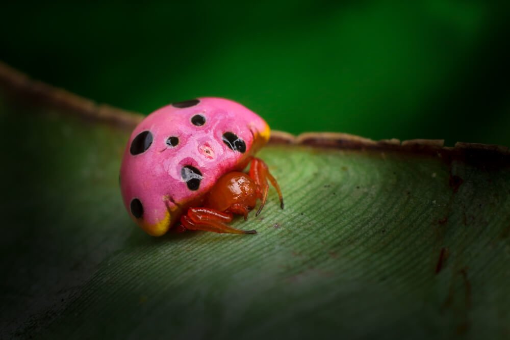 macro-lens-photography-lady-bug-spider-photomentor
