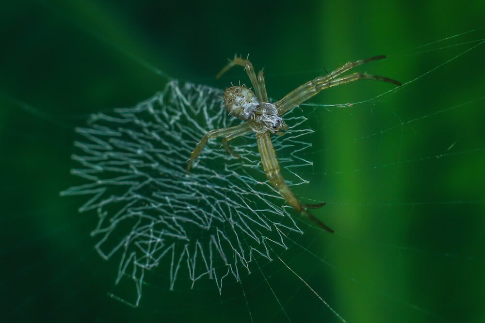 macro-lens-photography-photomentor