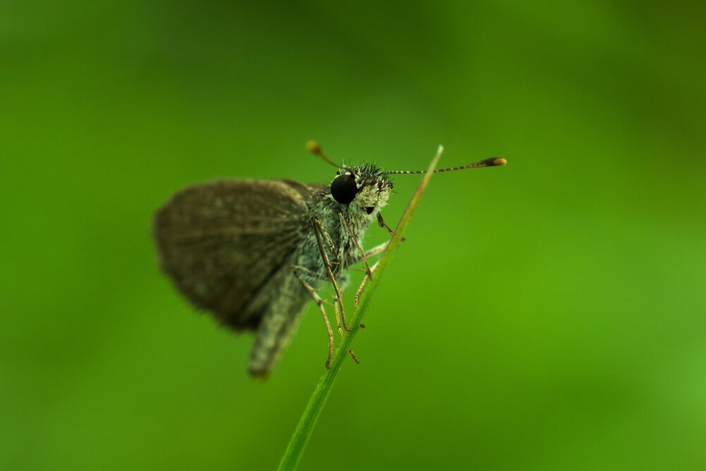 macro-lens-photography-photomentor