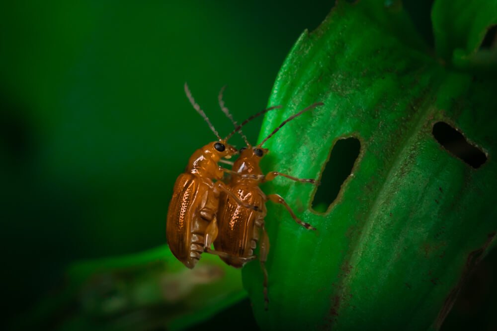 macro-lens-photography-photomentor