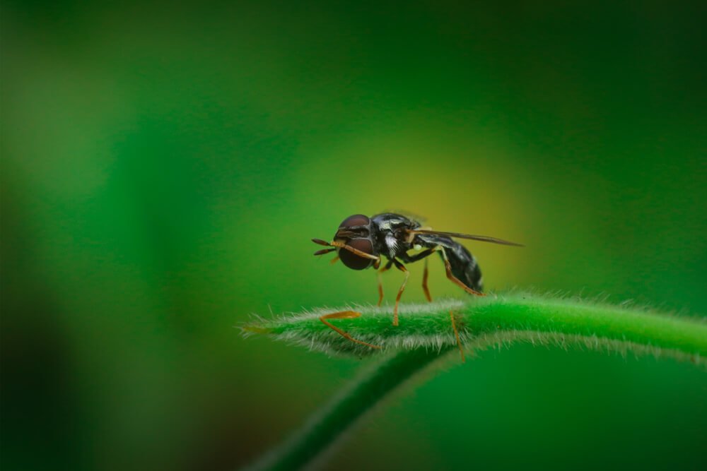 macro-lens-photography-photomentor