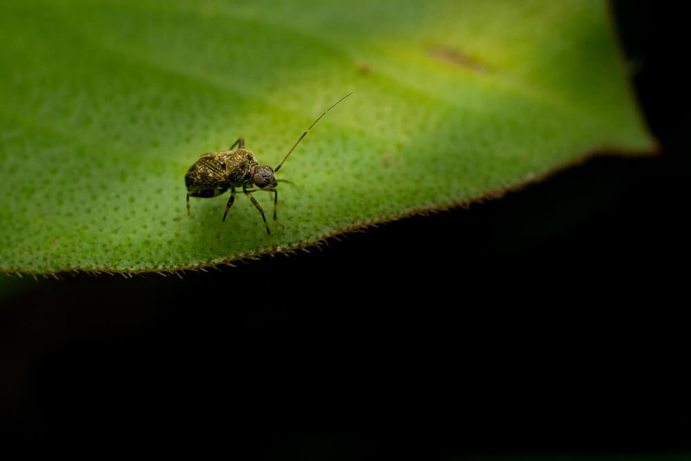macro-nature-photography-photomentor