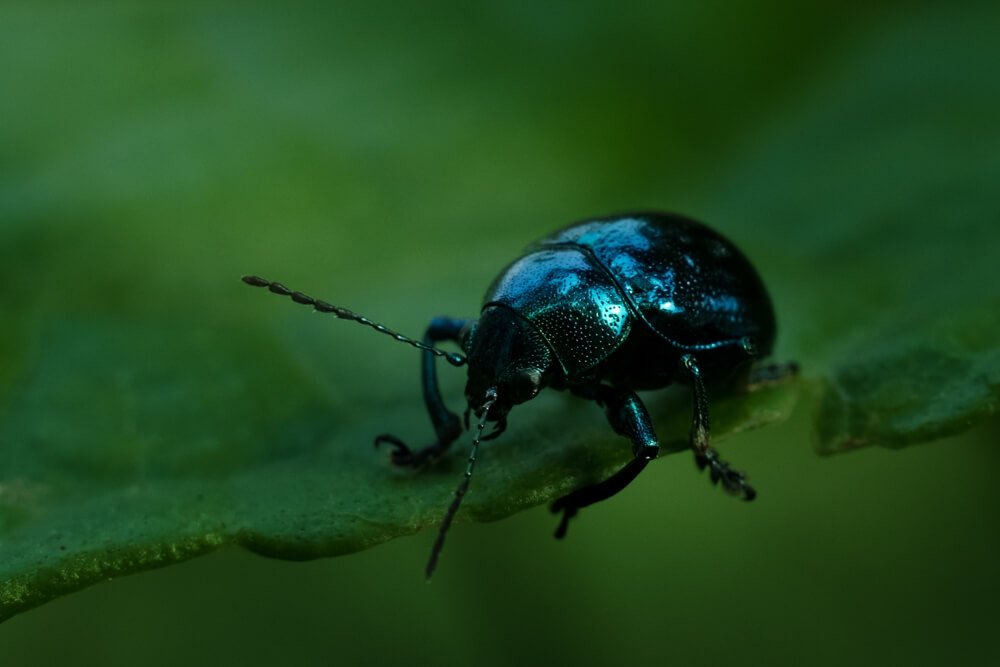 macro-photograph-insects-photomentor