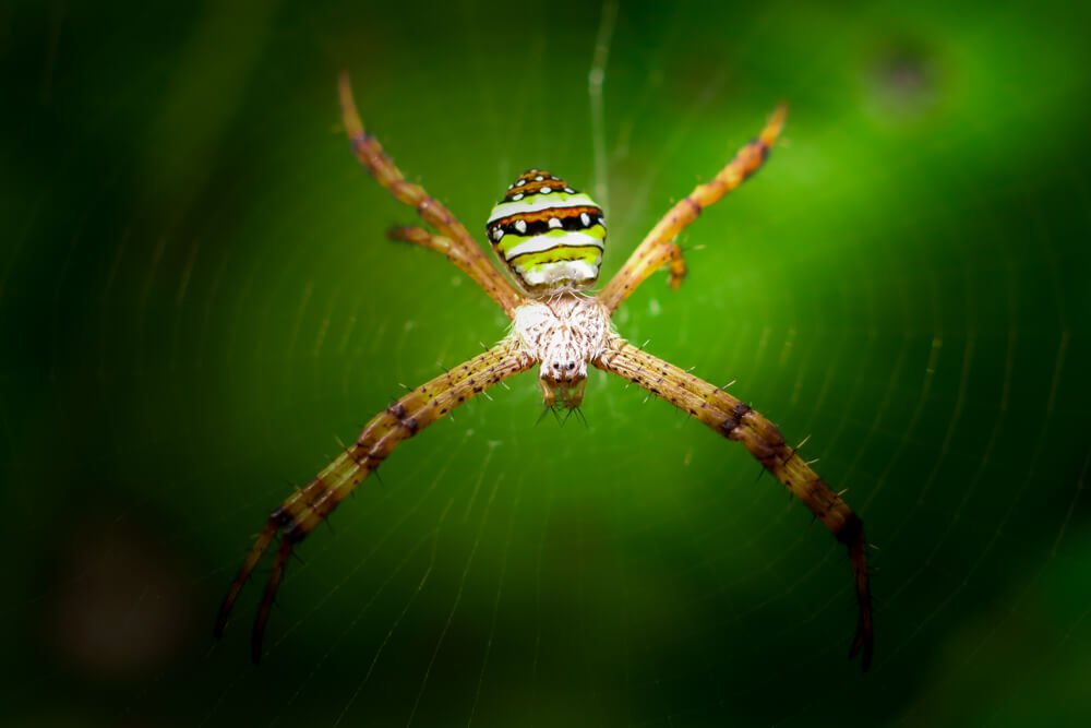 macro-photography-argiop-anasuja-photomentor