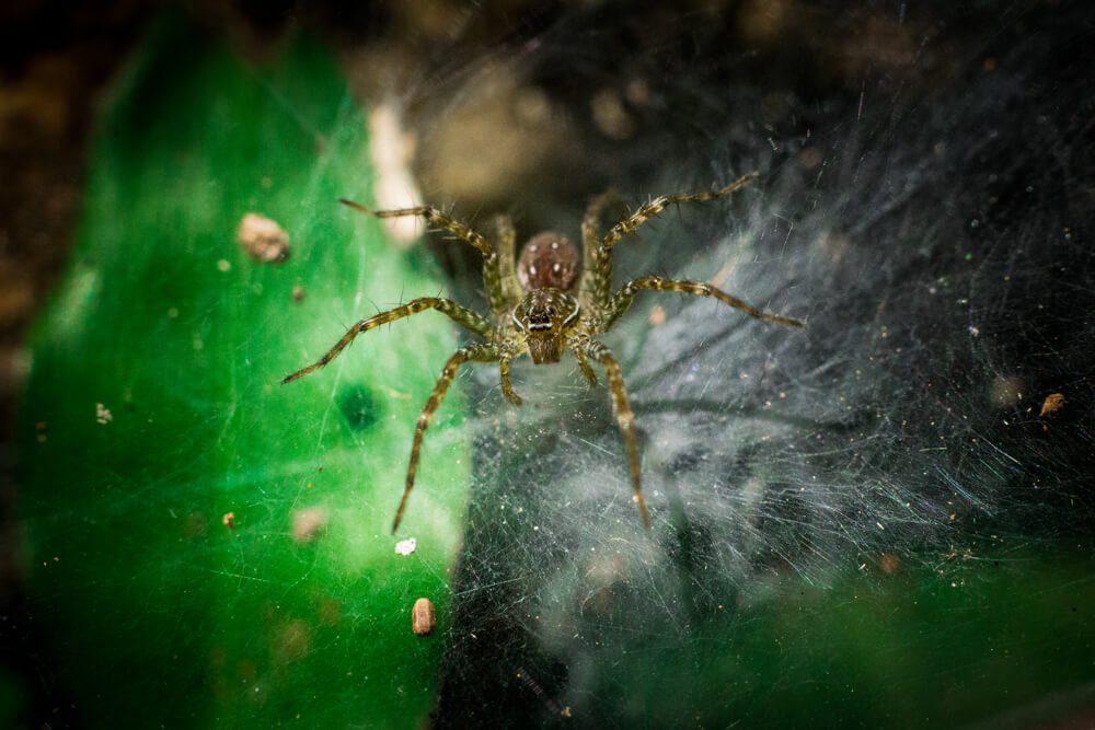 macro-photography-images-photomentor