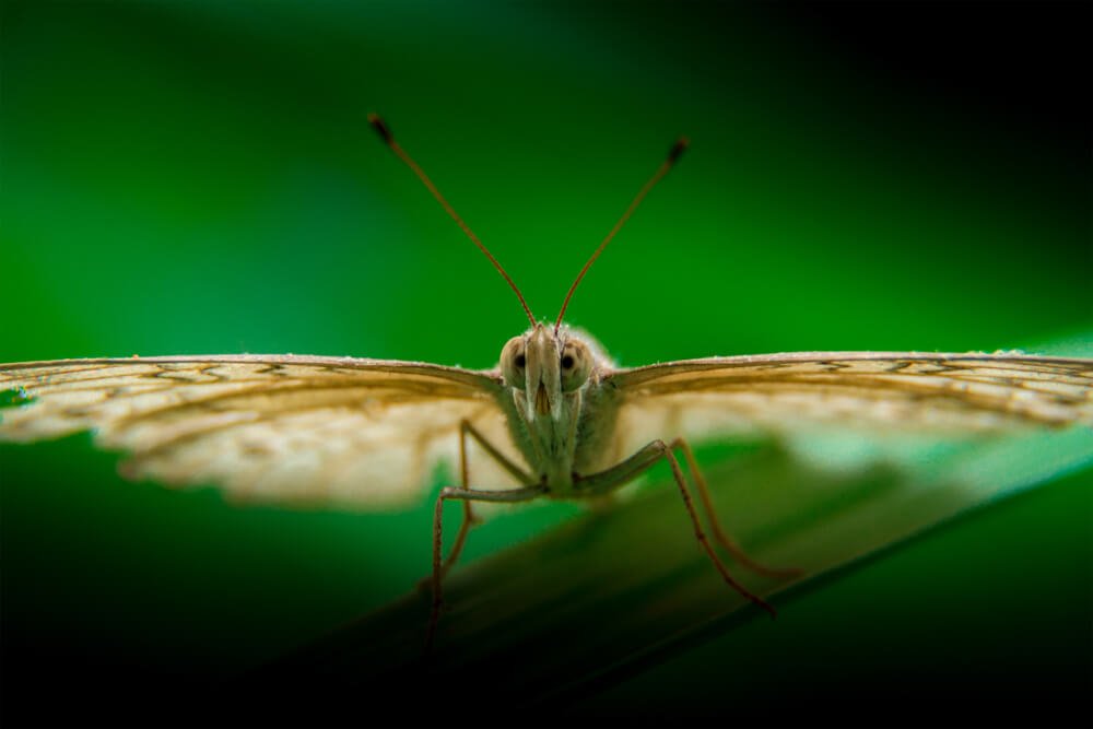 macro-photography-india-photomentor