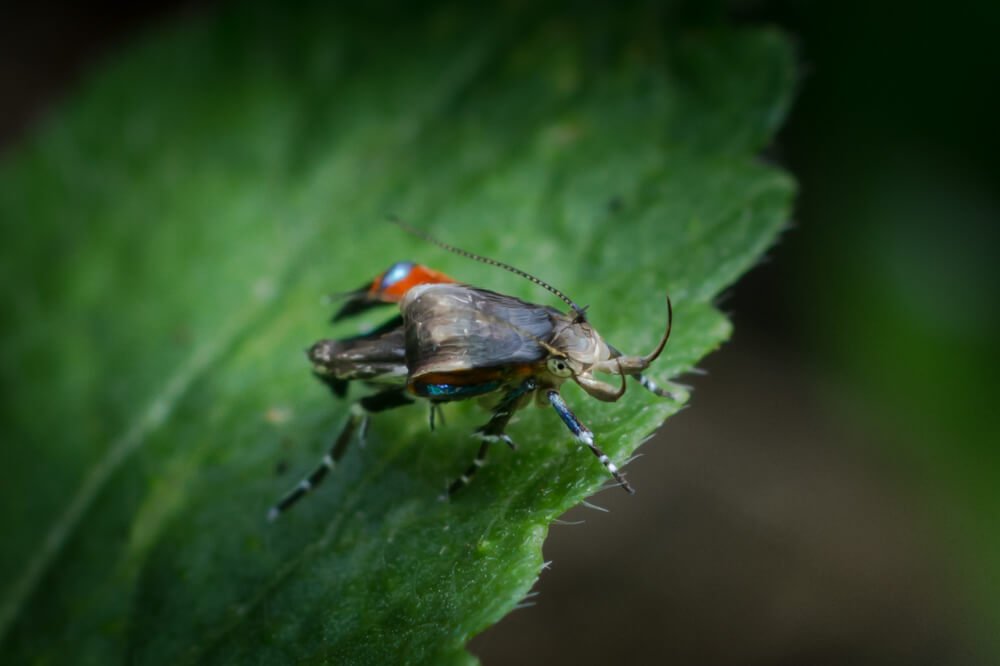 macro-photography-insect-assassin-bug-photomentor