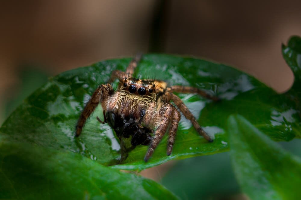 macro-photography-spider-photomentor