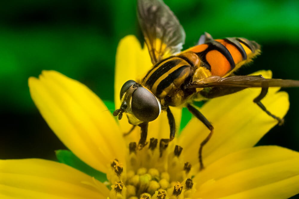macro-photography-tips-helophilus-bug-photomentor