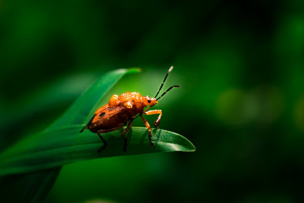 macro-photos-of-kerala-stink-bug-photomentor