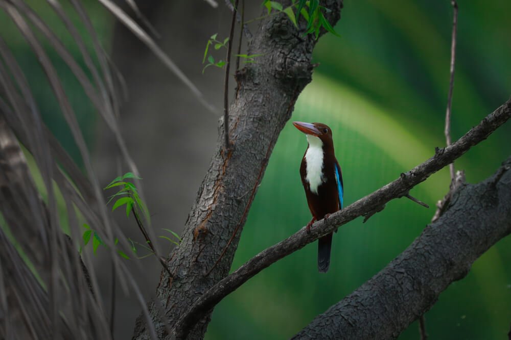 pictures-of-wild-birds-photomentor