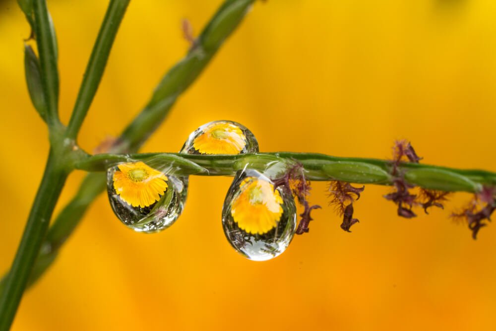 rain-drops-macro-images-photomentor