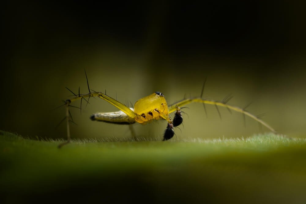 rare-insect-photo-lyxn-spider-photomentor