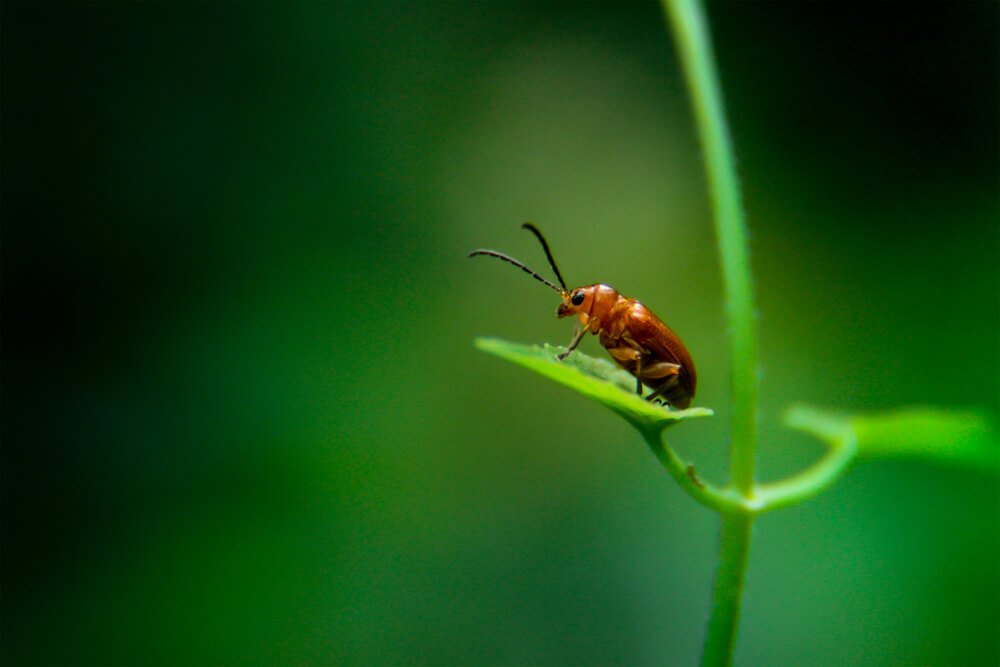 rare-insects-photos-photomentor