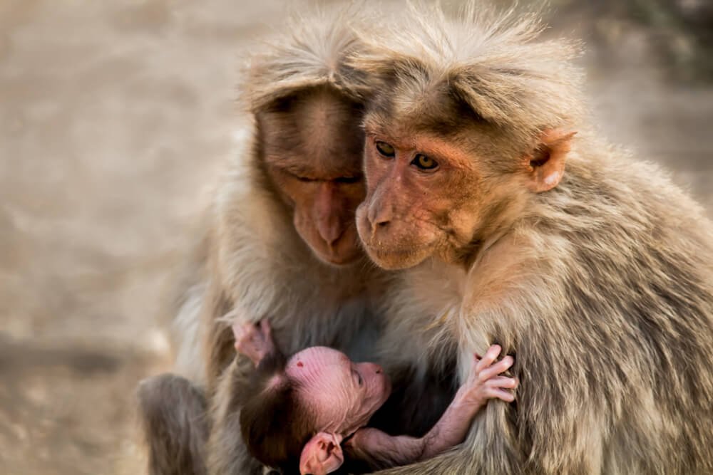 wild-animals-of-india-photomentor