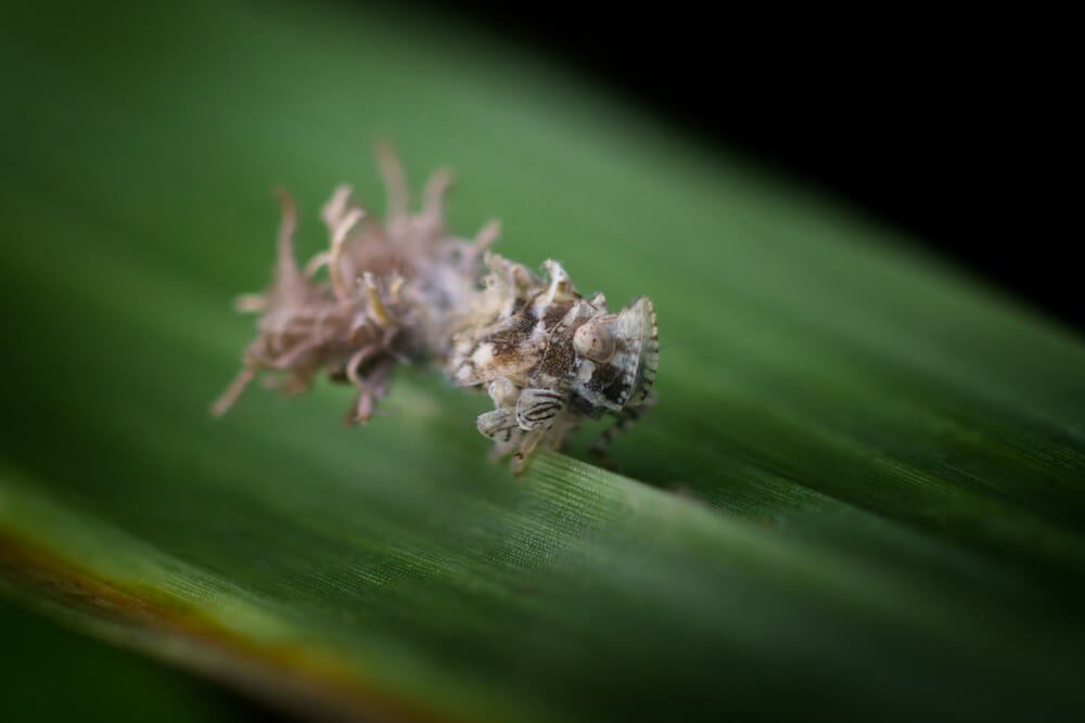 wild-insect-photo-mealy-bugs-destroyer-photomentor