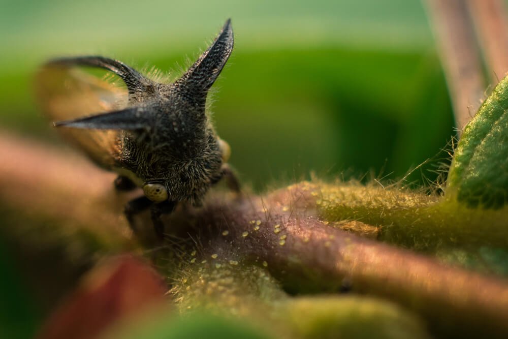 wild-insect-photo-photomentor