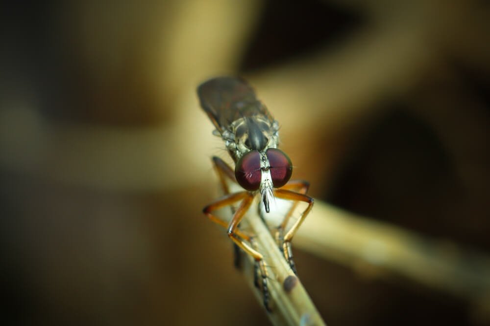 wild-insects-images-rhinid-blowfly-photomentor