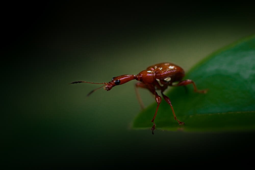 wild-insects-photos-giraffe-weevil