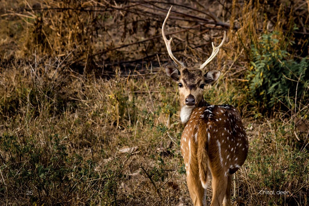 wildife-photographs-of-india-photomentor