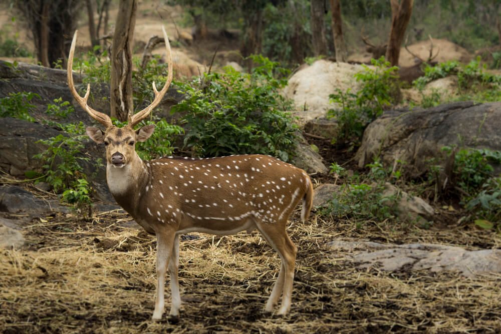 wildlife-images-photoementor