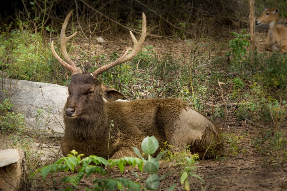 wildlife-photography-photomentor