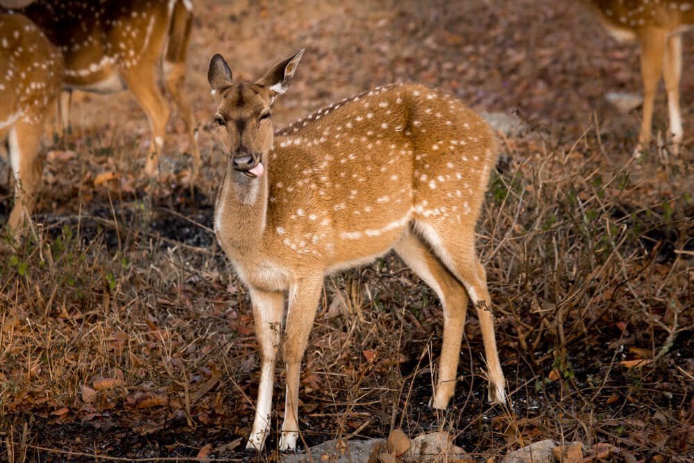 wildlife-photos-photomentor