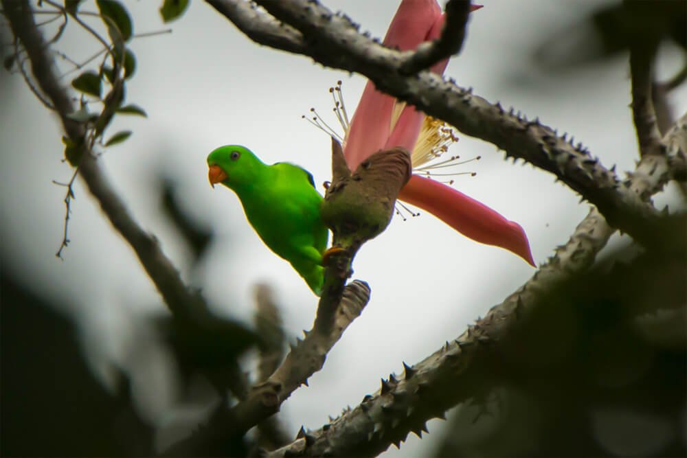 bird-photography-photomentor