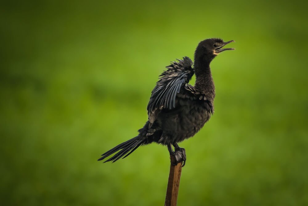 birds-photographs-photomentor