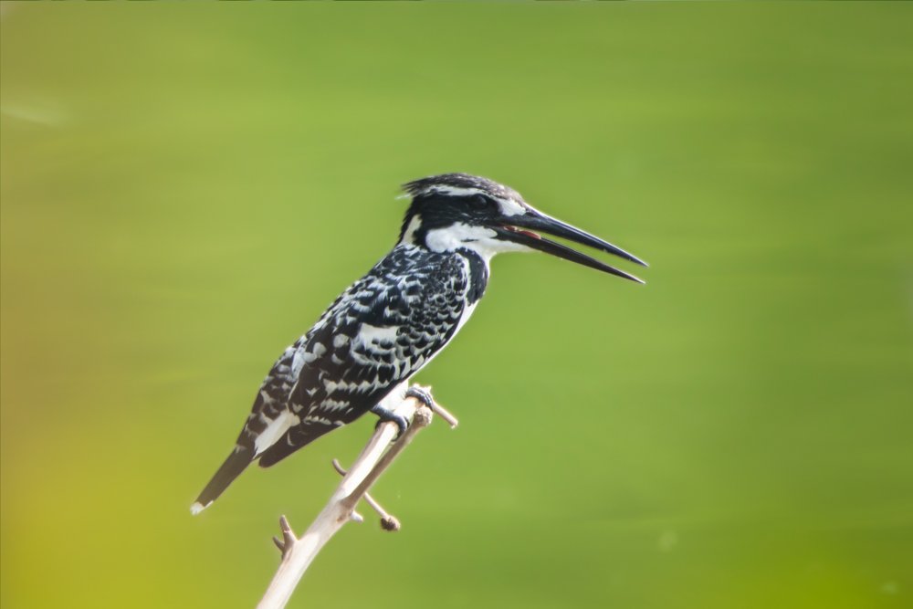 birds-photos-photomentor