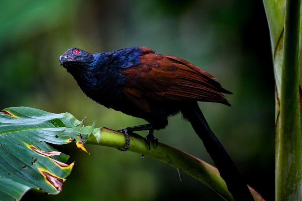 beautiful birds of kerala sandeep nkurup creativehut