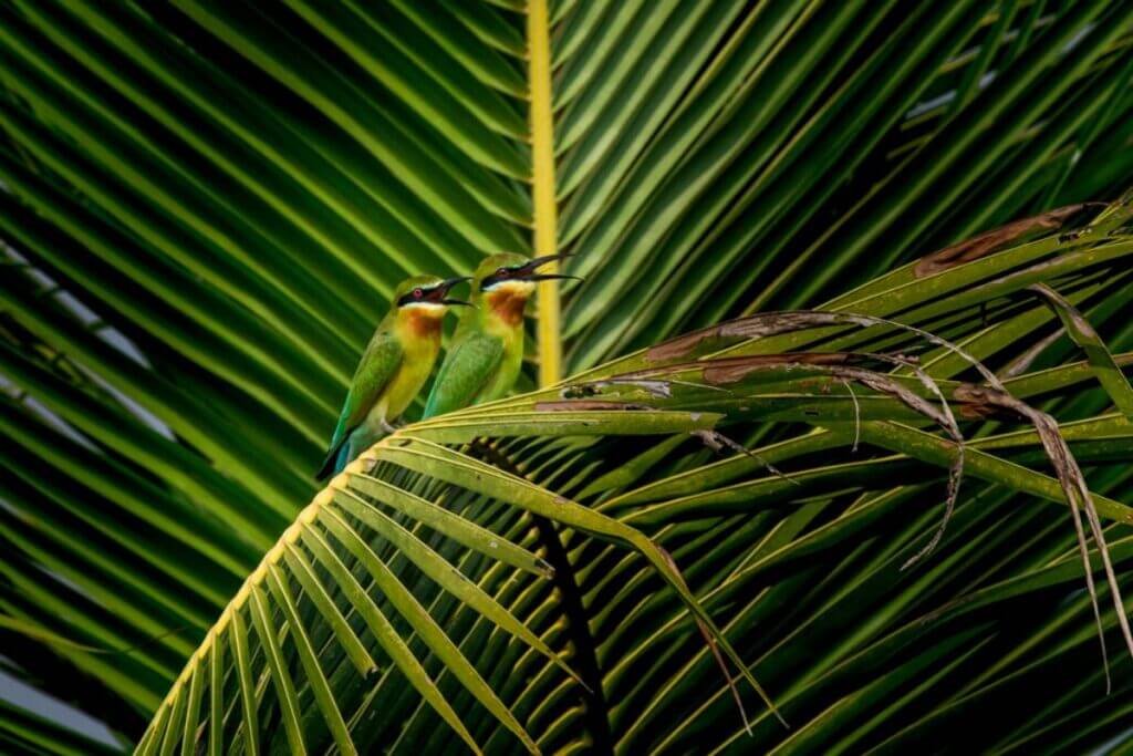 small-birds-sandeep-n-kurup-creativehut